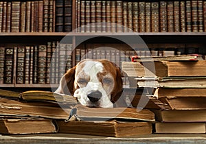 Dog in library