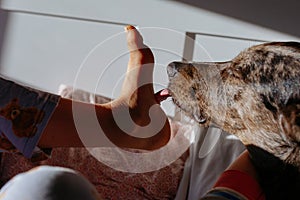 dog licking barefoot of child in the bed