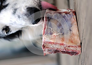 Dog licking a bone