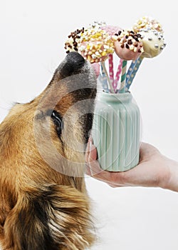 Dog licking cake pops