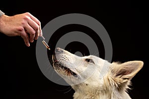 Dog licking a CBD oil dropper