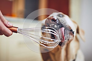 Dog licking cream