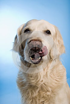 Dog licking his whiskers photo