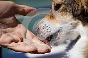 Dog licking a human hand