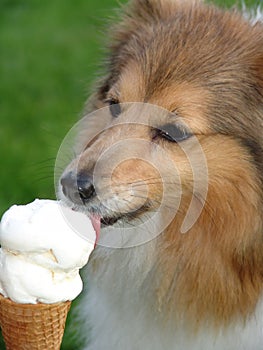 Dog licking ice cream