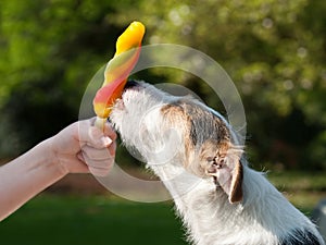 Dog licking ice cream