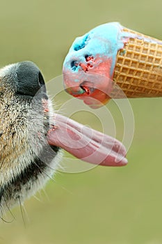 Dog Licking Ice Cream Cone