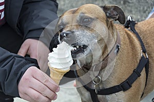 Dog licking ice cream