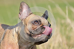 Dog licking its nose, sign of Anxiety or nervousness photo