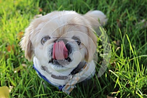 Dog licking lips , small pet dog