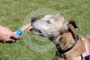 Dog licking peanut butter ice popsicle