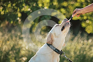 Dog licking a pipette with CBD oil