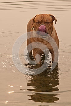 Dog licking it's nose while standing in the water