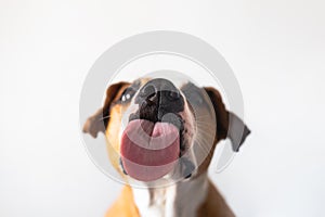 Dog with licking tongue, close-up view, shot through the glass.