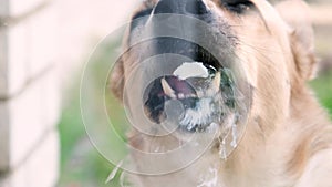 Dog licking treat from transparent glass. Funny pet portrait, focus on the tongue