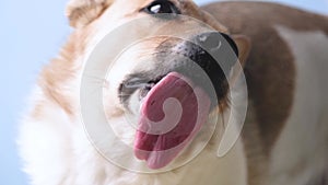 Dog licking treat from transparent glass. Funny pet portrait, focus on the tongue