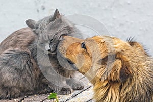 A dog licks a cat`s muzzle. Friendly dog and cat relationship_