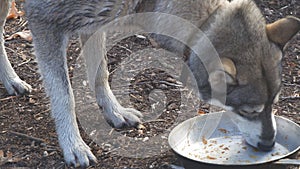 Dog licks an empty bowl. West Siberian Laika
