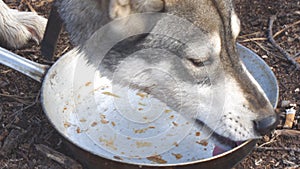 Dog licks an empty bowl. West Siberian Laika