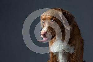 the dog licks its lips. portrait Nova Scotia Duck Tolling Retriever. Pet in the studio