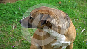 The dog licks its tongue. Feed your pet treats. Street dog on the grass.