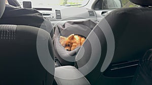 The dog lies in the car seat for animals in the car