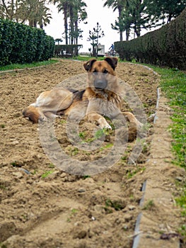 dog lies on the eco path. Dog on the sand. The mongrel is resting. Ecopath in the park