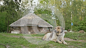 The dog lies on the grass next to the village house on the outskirts of a green forest. Rural landscape. Summer.