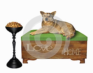 Dog lies on green divan near bowl