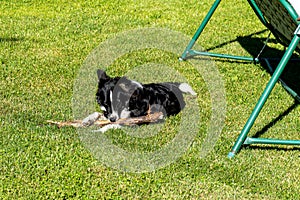 The dog lies on a green lawn. The dog plays with a stick on the tonsured lawn