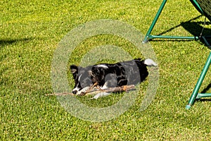 The dog lies on a green lawn. The dog plays with a stick on the tonsured lawn