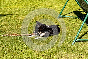 The dog lies on a green lawn. The dog plays with a stick on the tonsured lawn