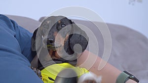 dog lies on its owner's hands, playfully raising a bandaged paw with a bell