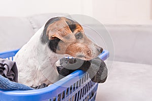 Dog lies in a laundry basket with freshly washed folded and ironed laundry indoor. Jack Russell Terrier 10 years old. Hair type