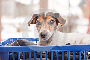 Dog lies in a laundry basket with freshly washed folded and ironed laundry indoor. Jack Russell Terrier 10 years old. Hair type