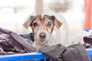 Dog lies in a laundry basket with freshly washed folded and ironed laundry indoor. Jack Russell Terrier 10 years old. Hair type