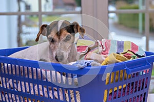 Dog lies in a laundry basket with freshly washed folded and ironed laundry indoor. Jack Russell Terrier 10 years old. Hair type