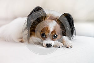 A dog lies on a light sofa against a white wall