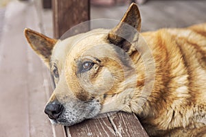 The dog lies and looks into the distance. Close-up. Friend and companion