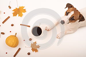 The dog lies next to a mug of black coffee and an autumn flat lei. Pumpkins and maple leaves viburnum and cinnamon and