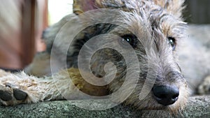 Dog lies outside and its moist, spongy nose captures the scents the breeze carries. Terrier\'s head, close up