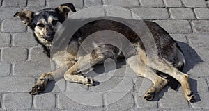 Dog lies on pavement. stray orphan dog. Homeless