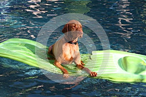 Dog lies on raft in pool
