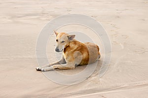 A dog lies on a sandy beach