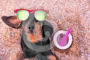 Dog lies on sandy beach in dark glasses with cocktail looks at sky, enjoys sun