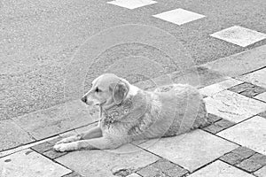 A dog lies on the street in Tbilisi, Georgia