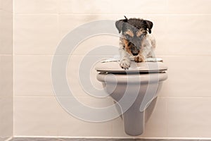 Dog lies on the toilet lid and guards. Jack Russell Terrier 3 years old