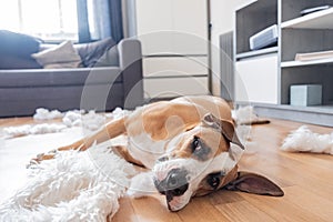 Dog lies among torn pieces of a pillow in a living room