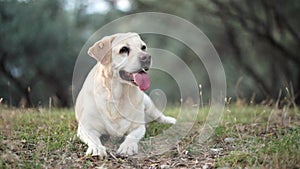 the dog lies and wags its tail. Charming Labrador Retriever outdoors