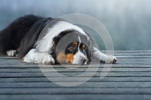 The dog lies on a wooden bridge on the lake. Tricolor australian shepherd